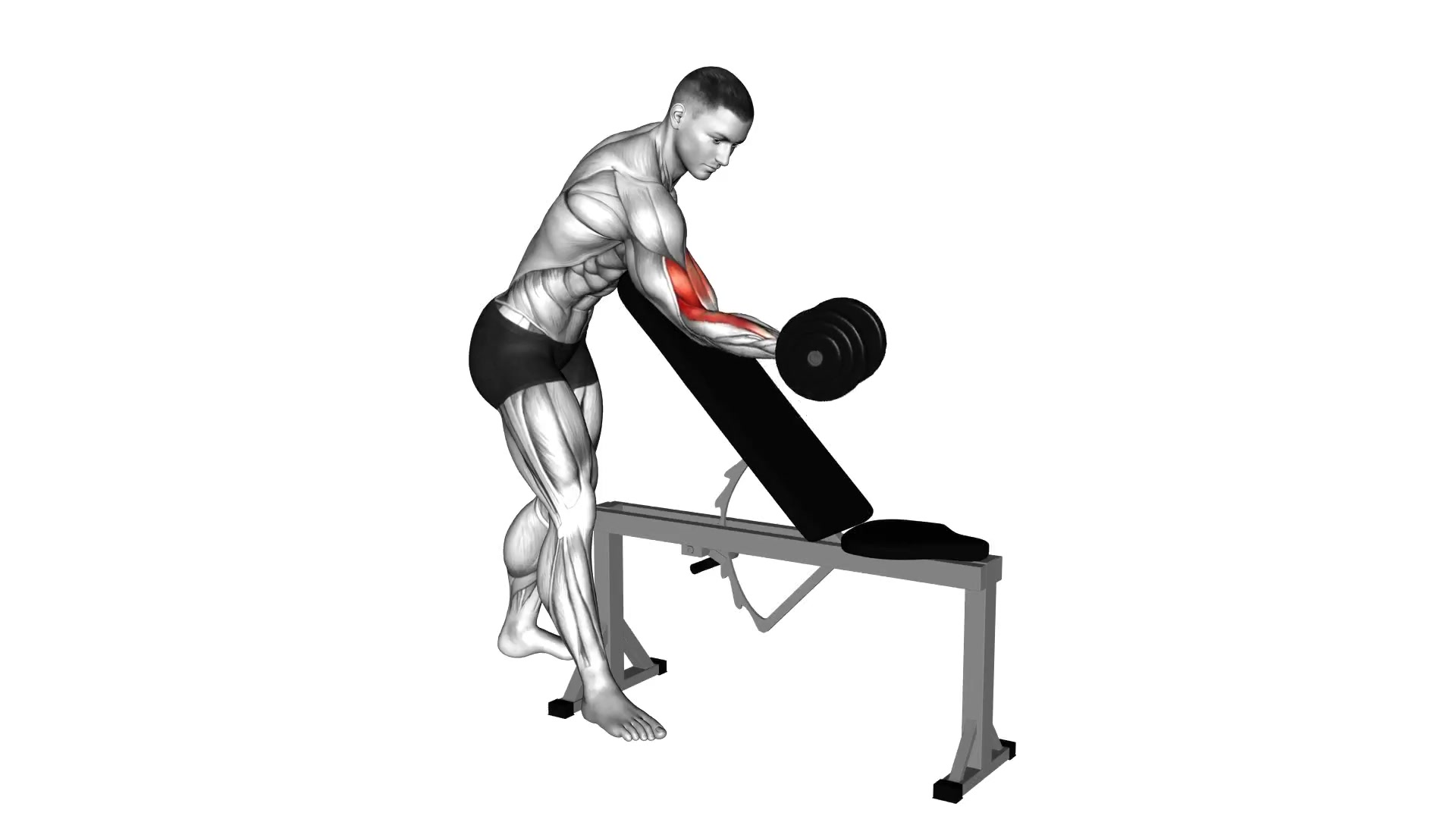 Dumbbell One Arm Zottman Preacher Curl demo