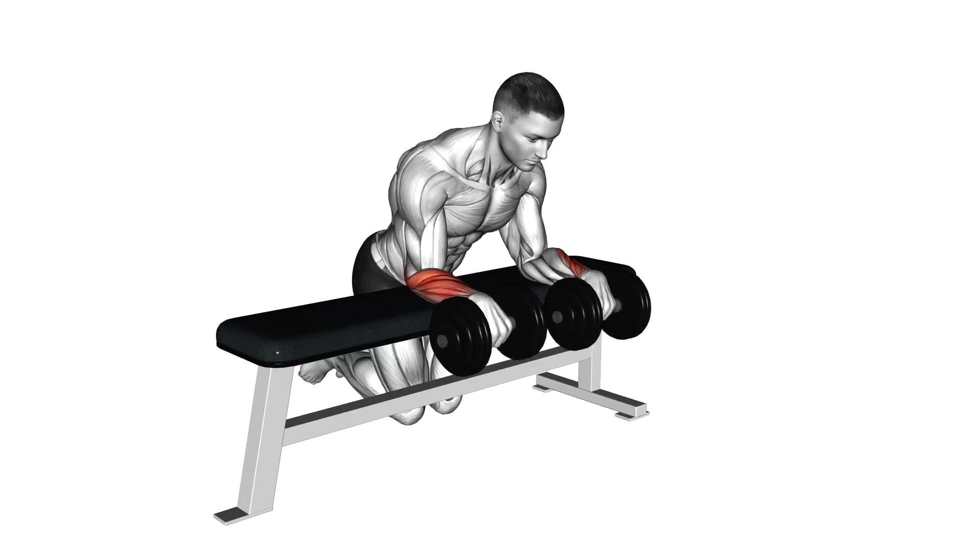 Dumbbell Over Bench Wrist Curl demo