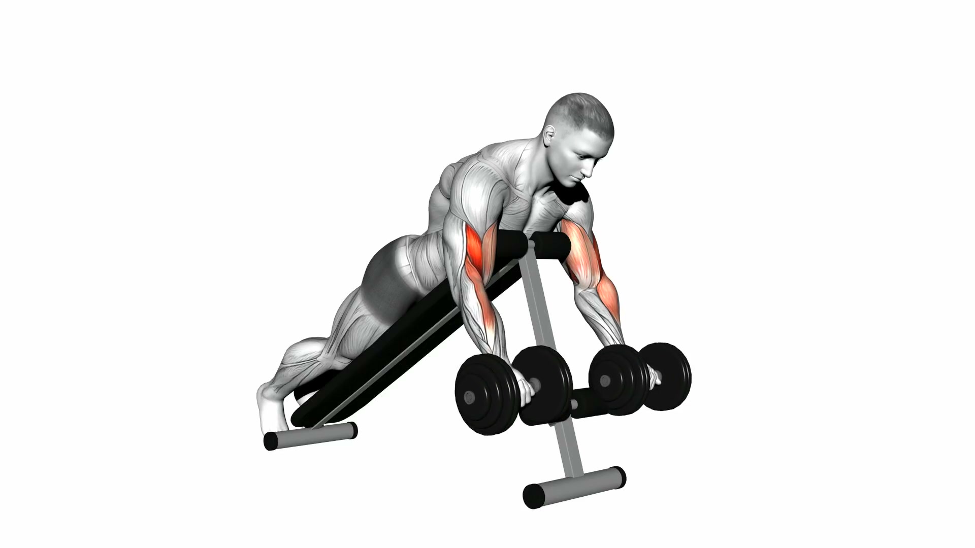 Dumbbell Prone Incline Curl demo