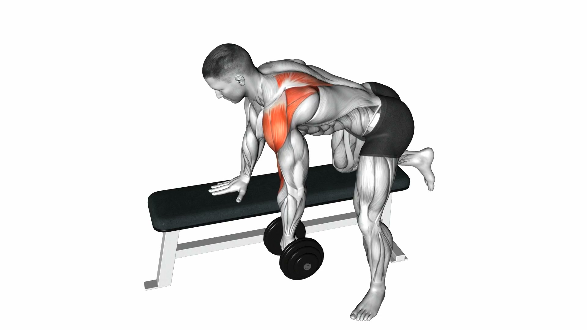 Dumbbell Rear Delt Row demo