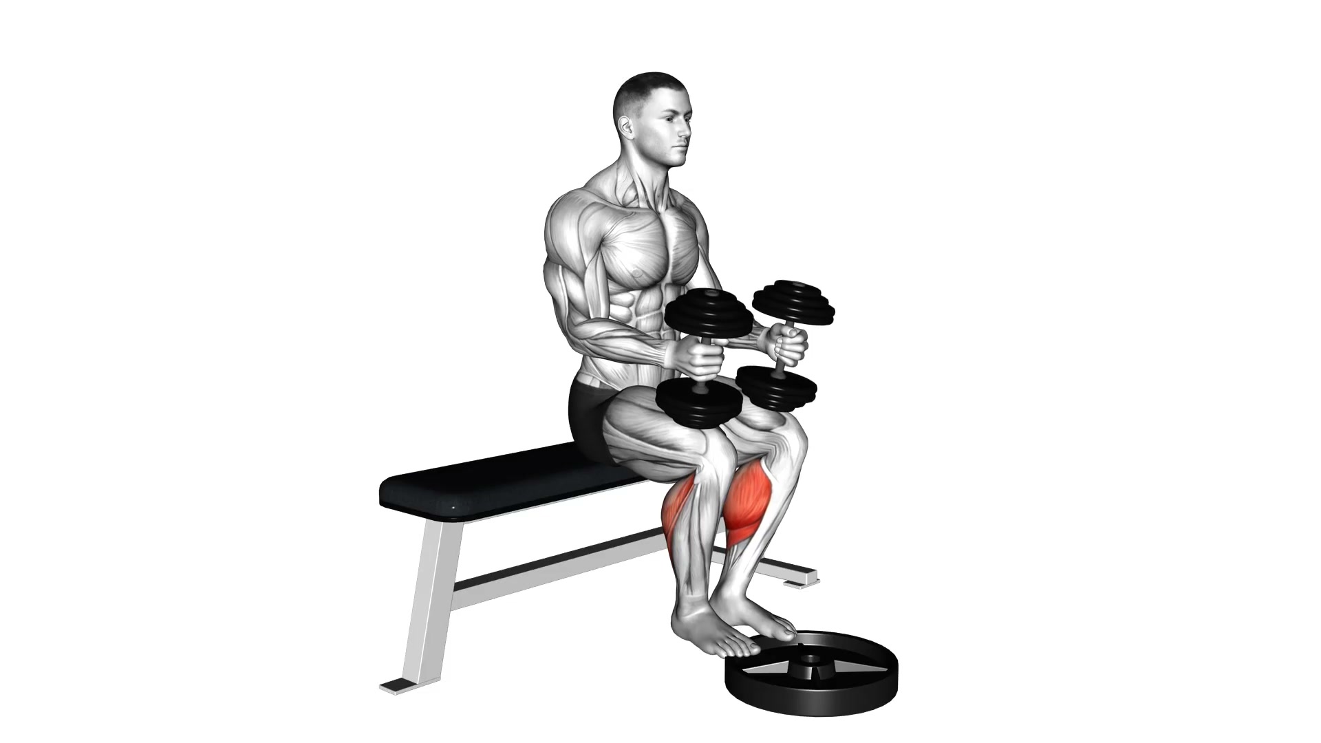 Dumbbell Seated Calf Raise demo