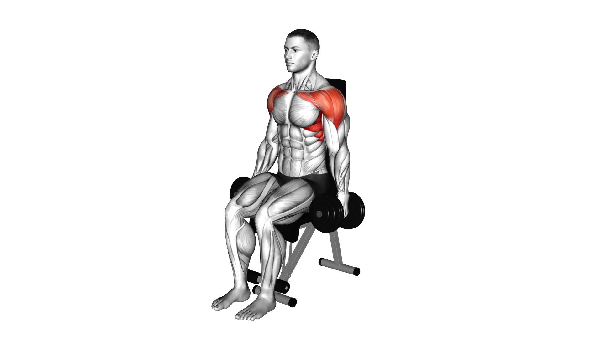 Dumbbell Seated Front Raise demo