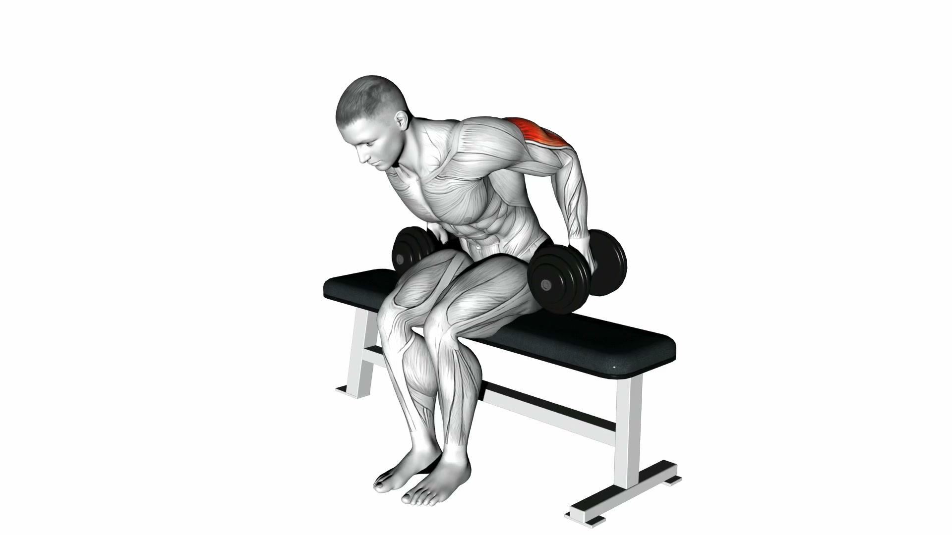 Dumbbell Seated Kickback demo