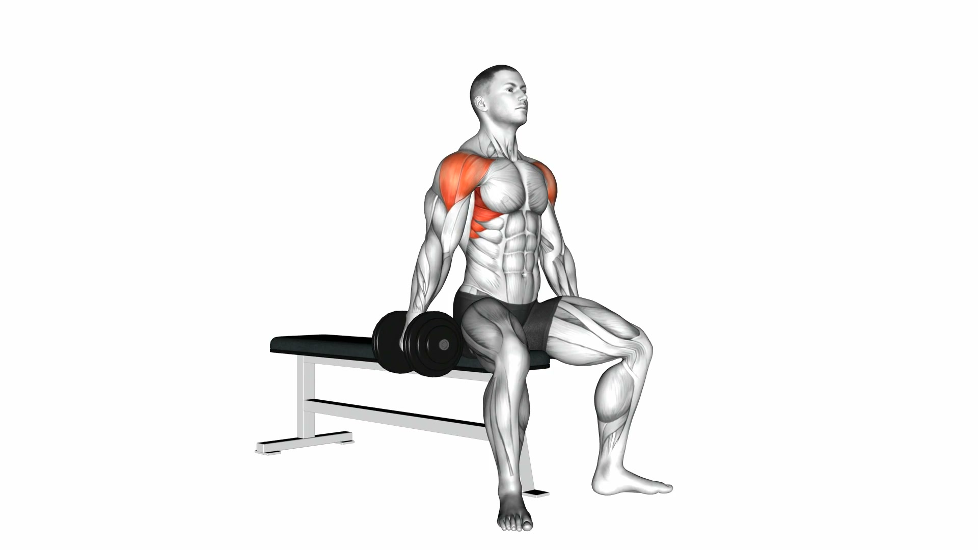 Dumbbell Seated Lateral Raise demo