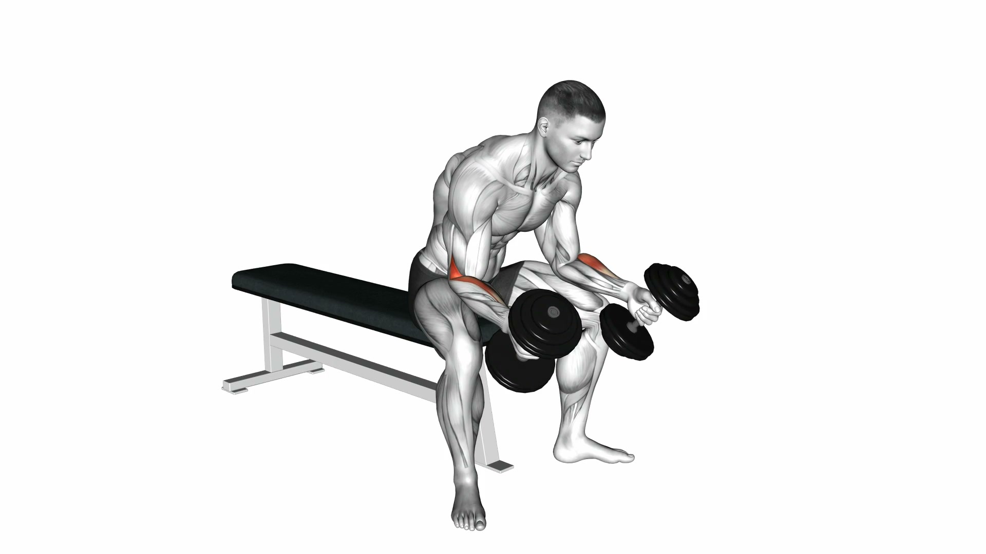 Dumbbell Seated Neutral Wrist Curl demo