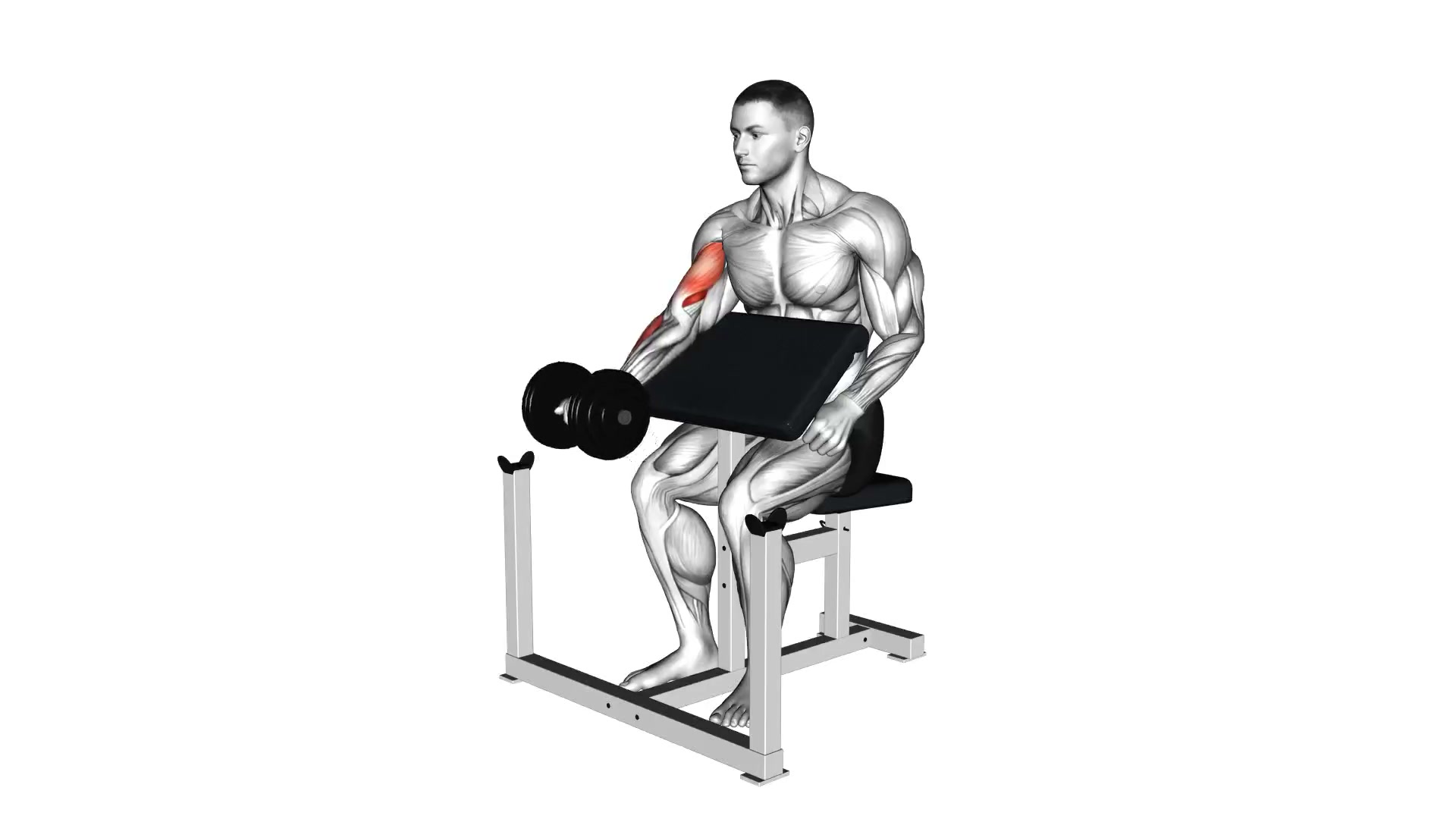 Dumbbell Seated Preacher Curl demo