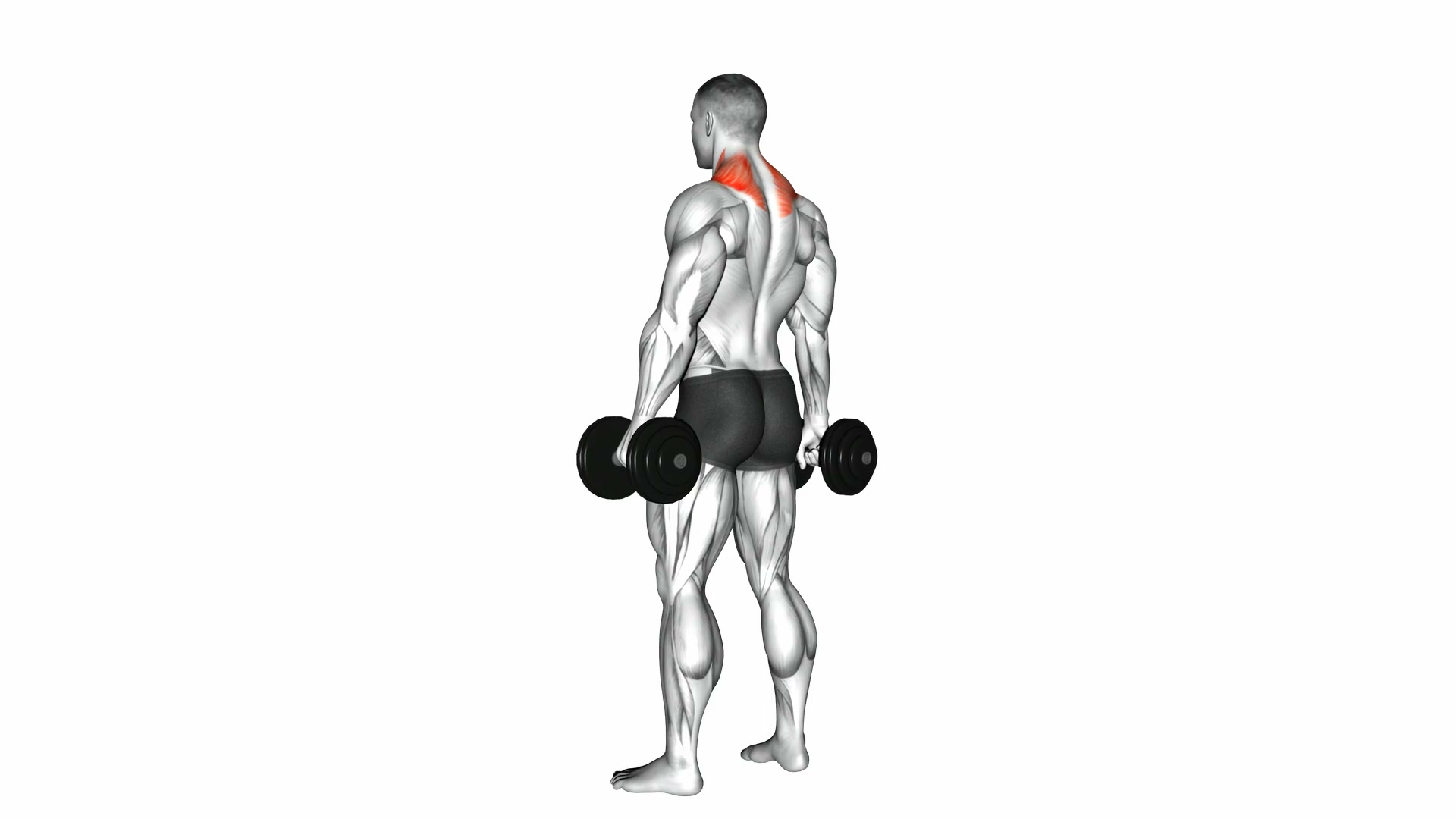 Dumbbell Shrug demo