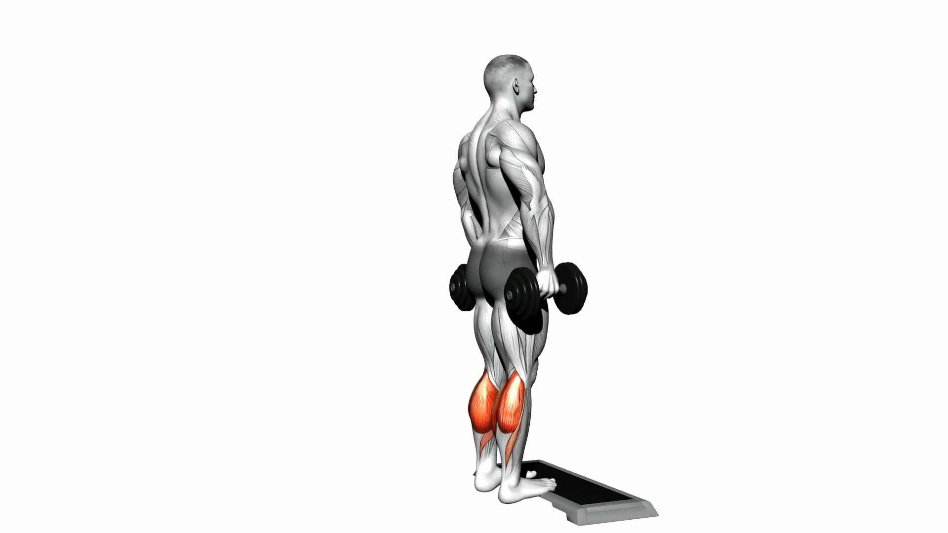 Dumbbell Standing Calf Raise demo