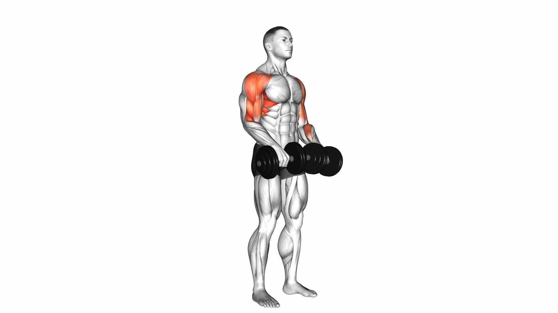 Dumbbell Upright Row demo