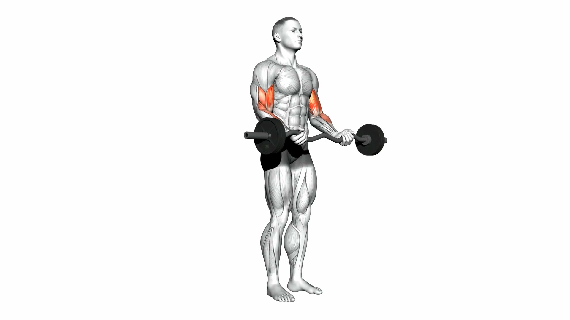 EZ Bar Biceps Curl demo