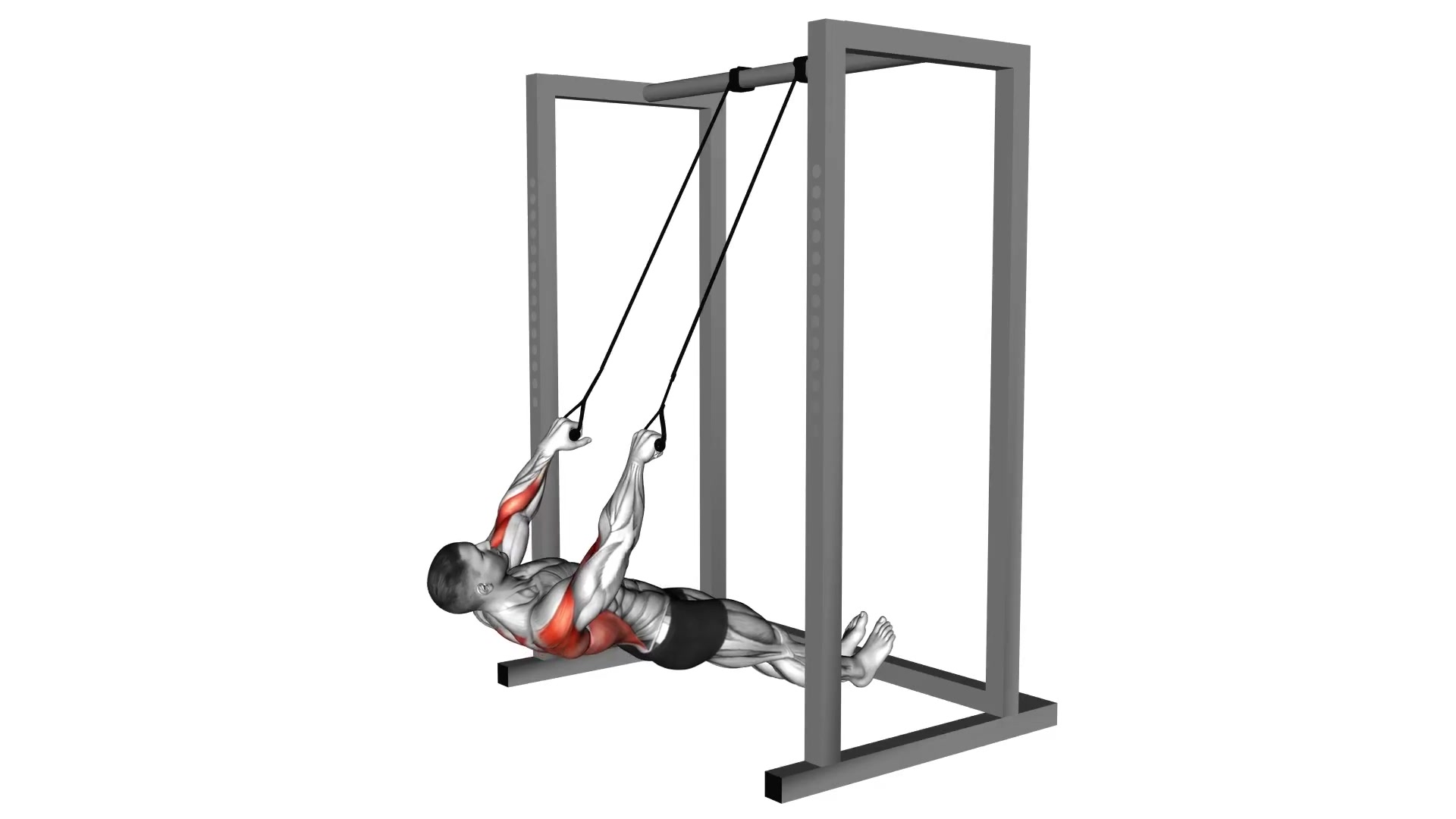 Inverted Row With Straps demo