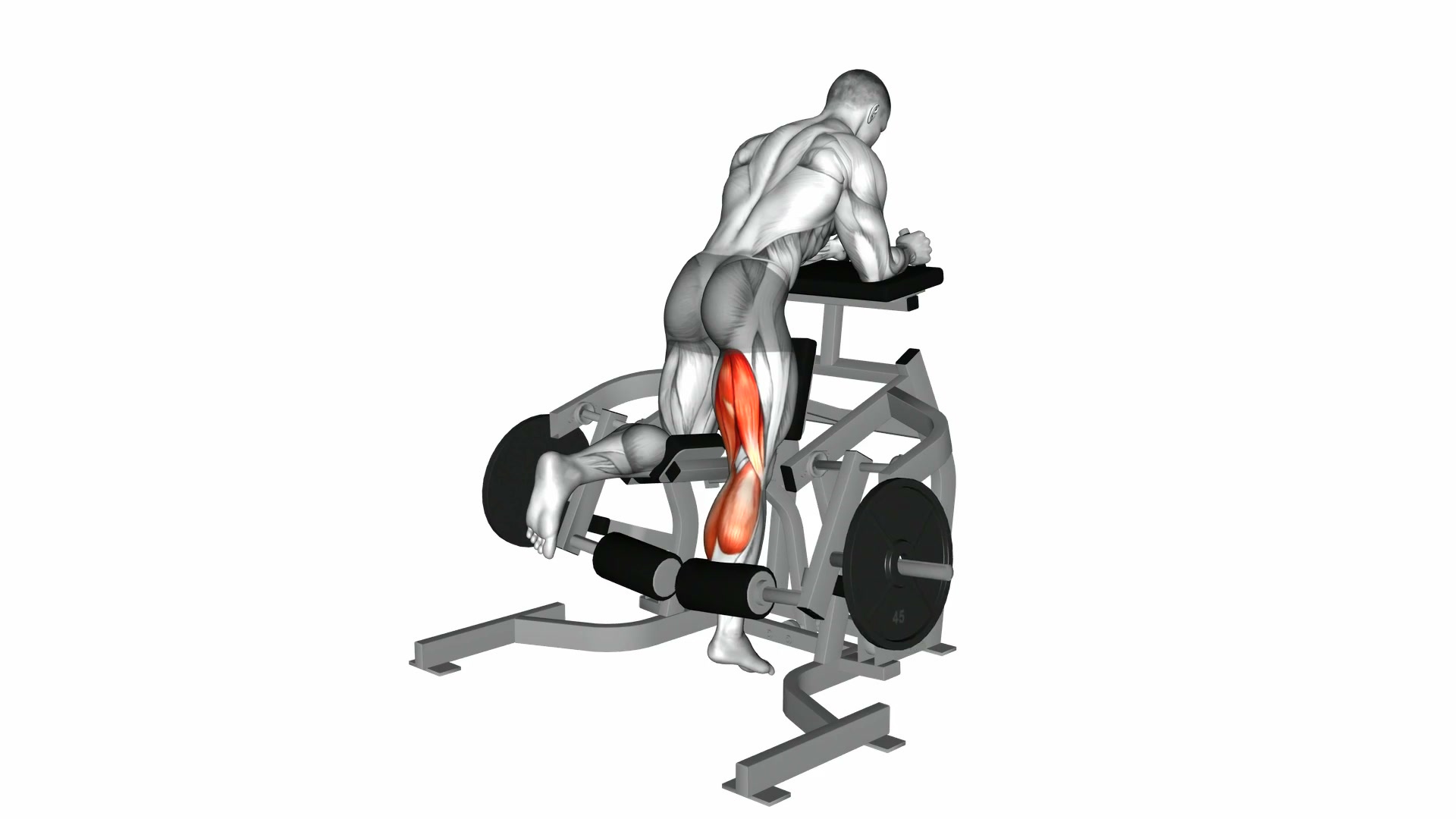 Lever Kneeling Leg Curl demo