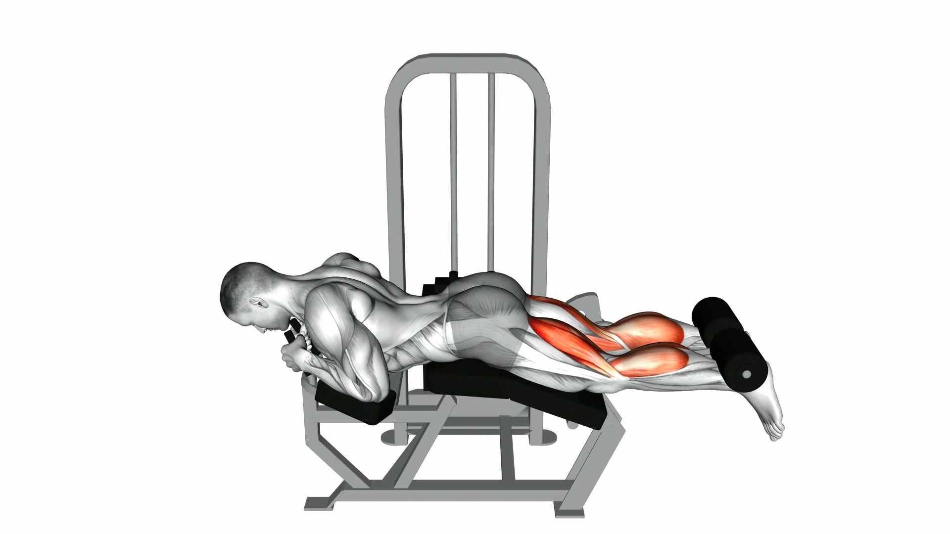 Lever Lying Leg Curl demo
