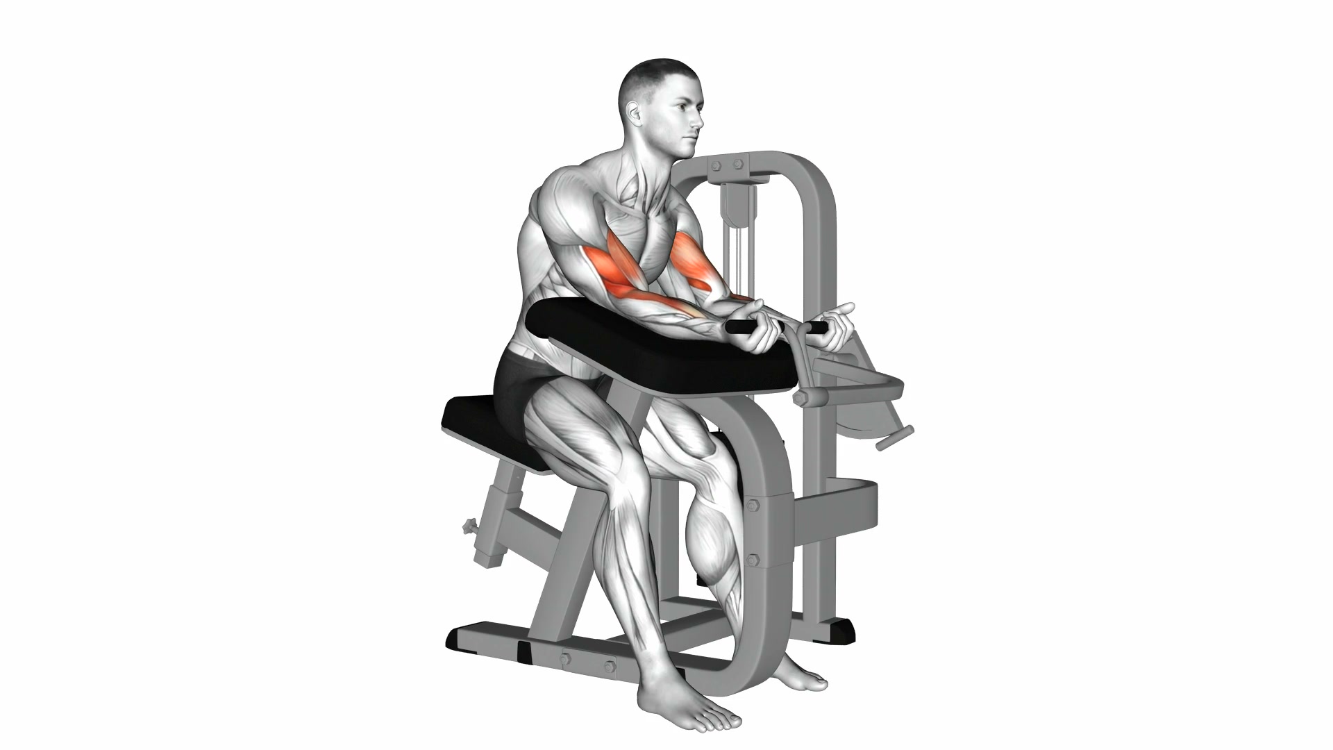 Lever Preacher Curl demo