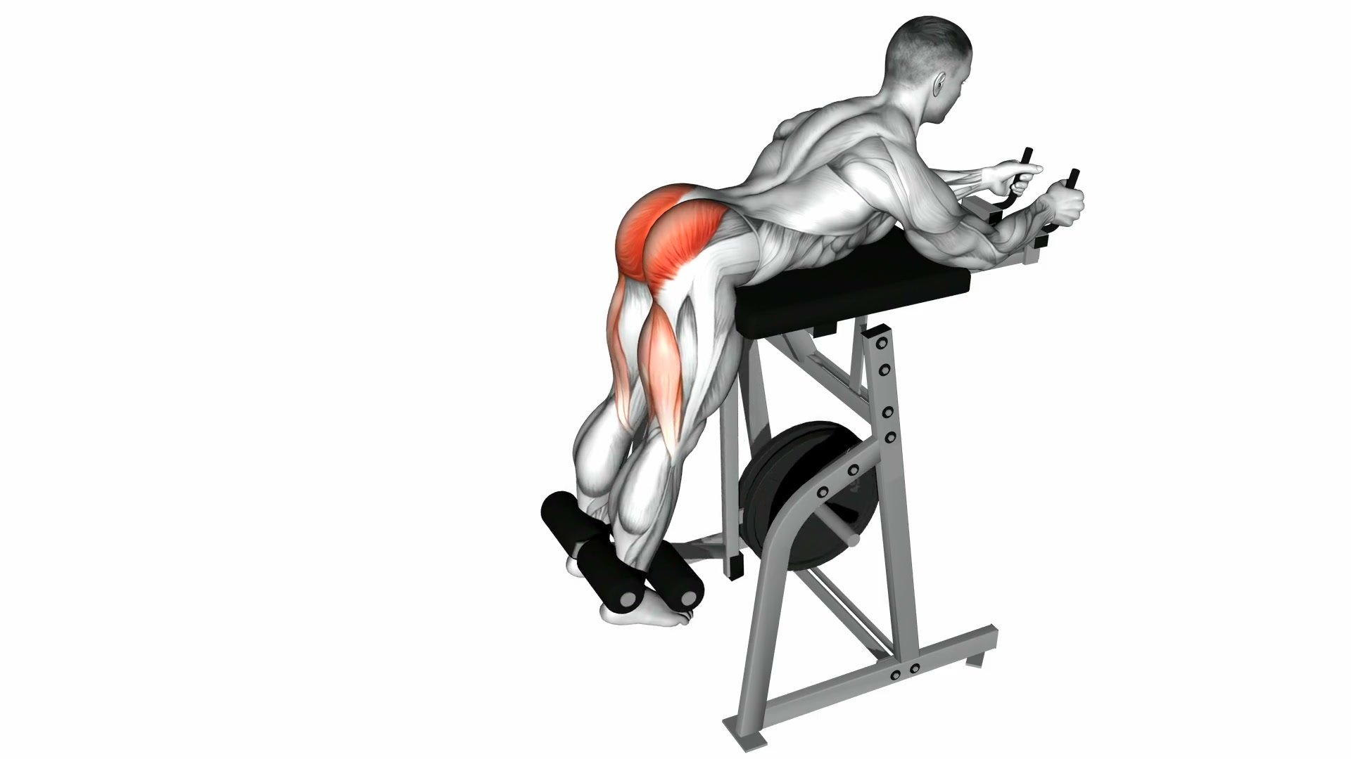Lever Reverse Hyperextension demo
