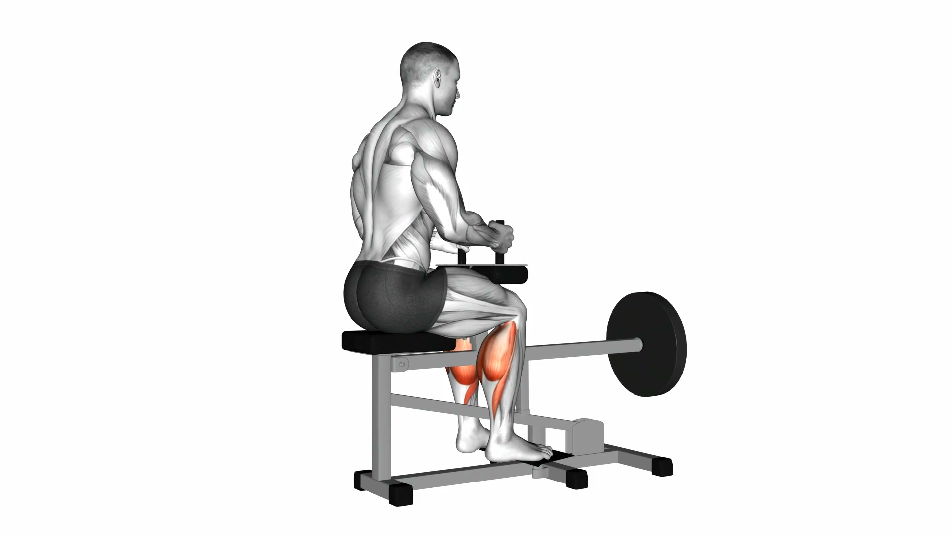 Lever Seated Calf Raise demo