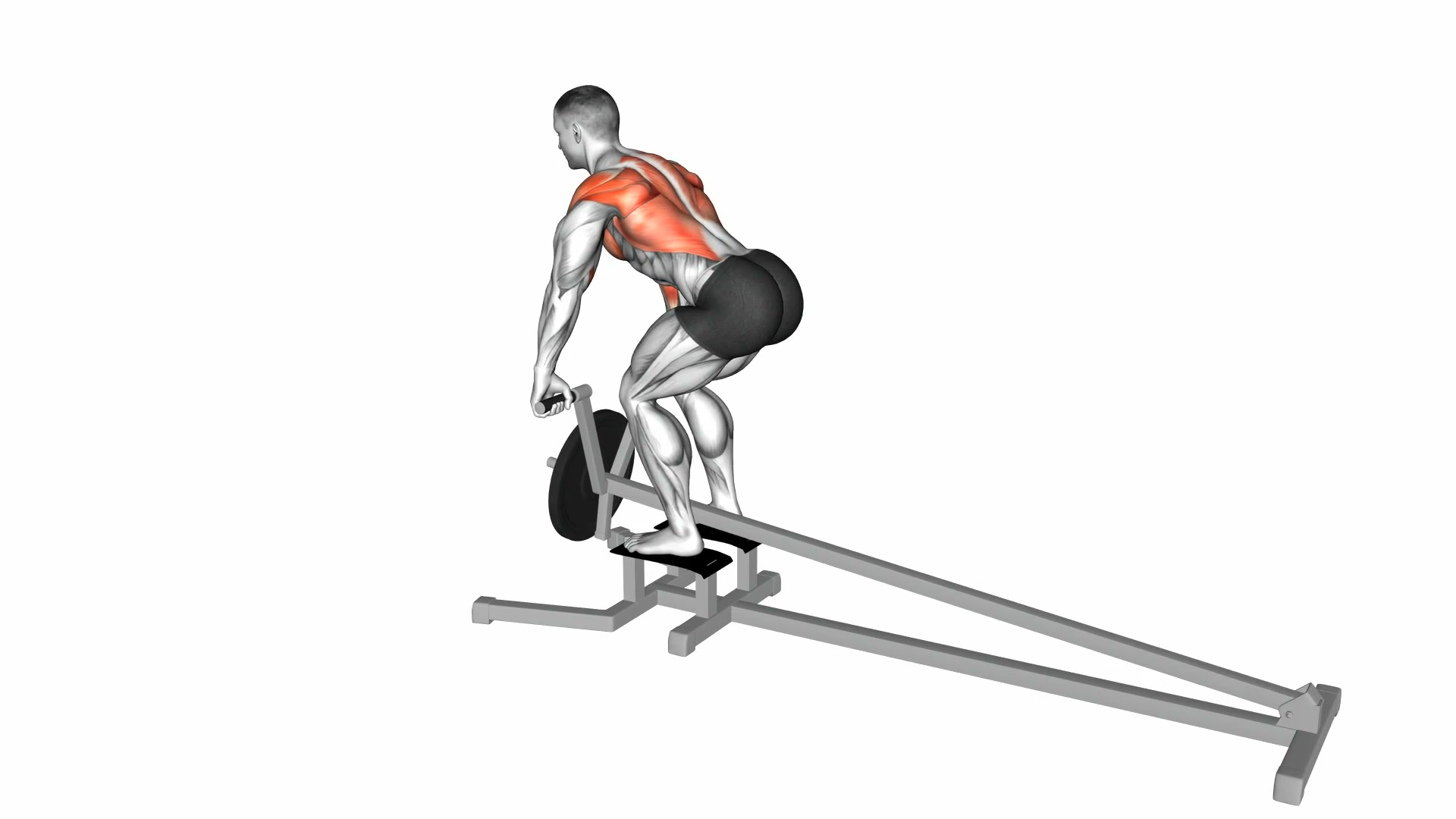 Lever T-Bar Row demo