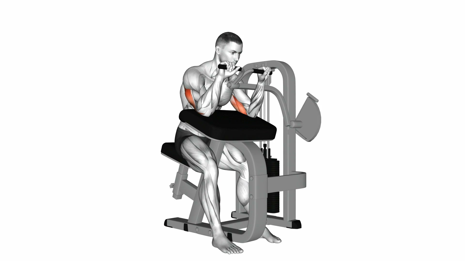 Lever Triceps Extension demo