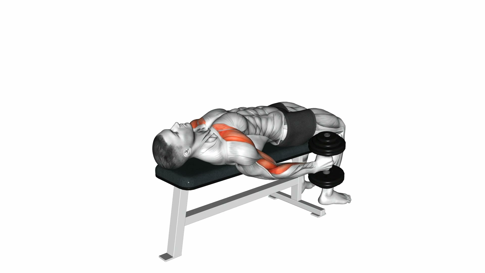 Supine Dumbbell Biceps Curl demo