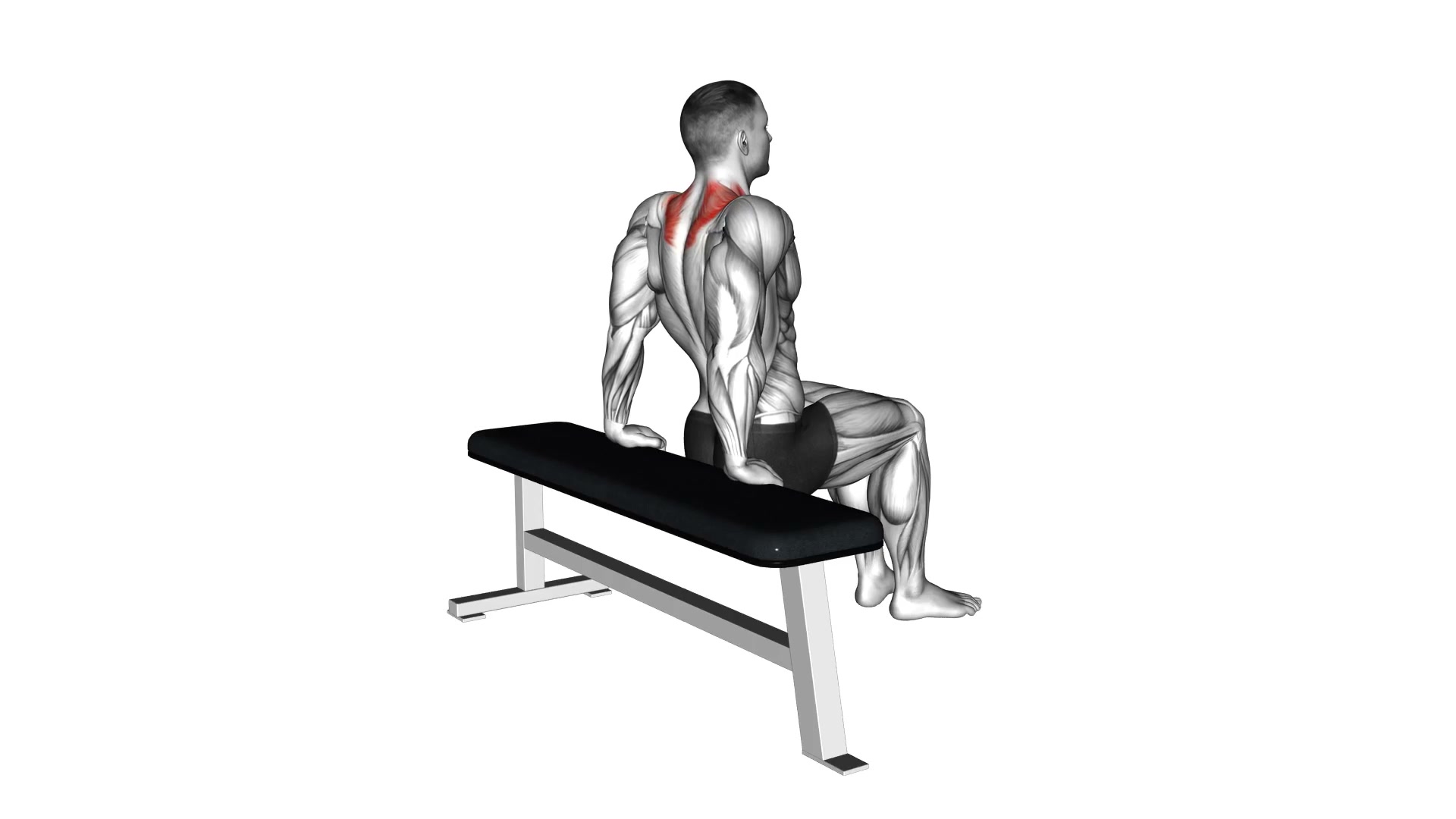 Scapula Dips demo