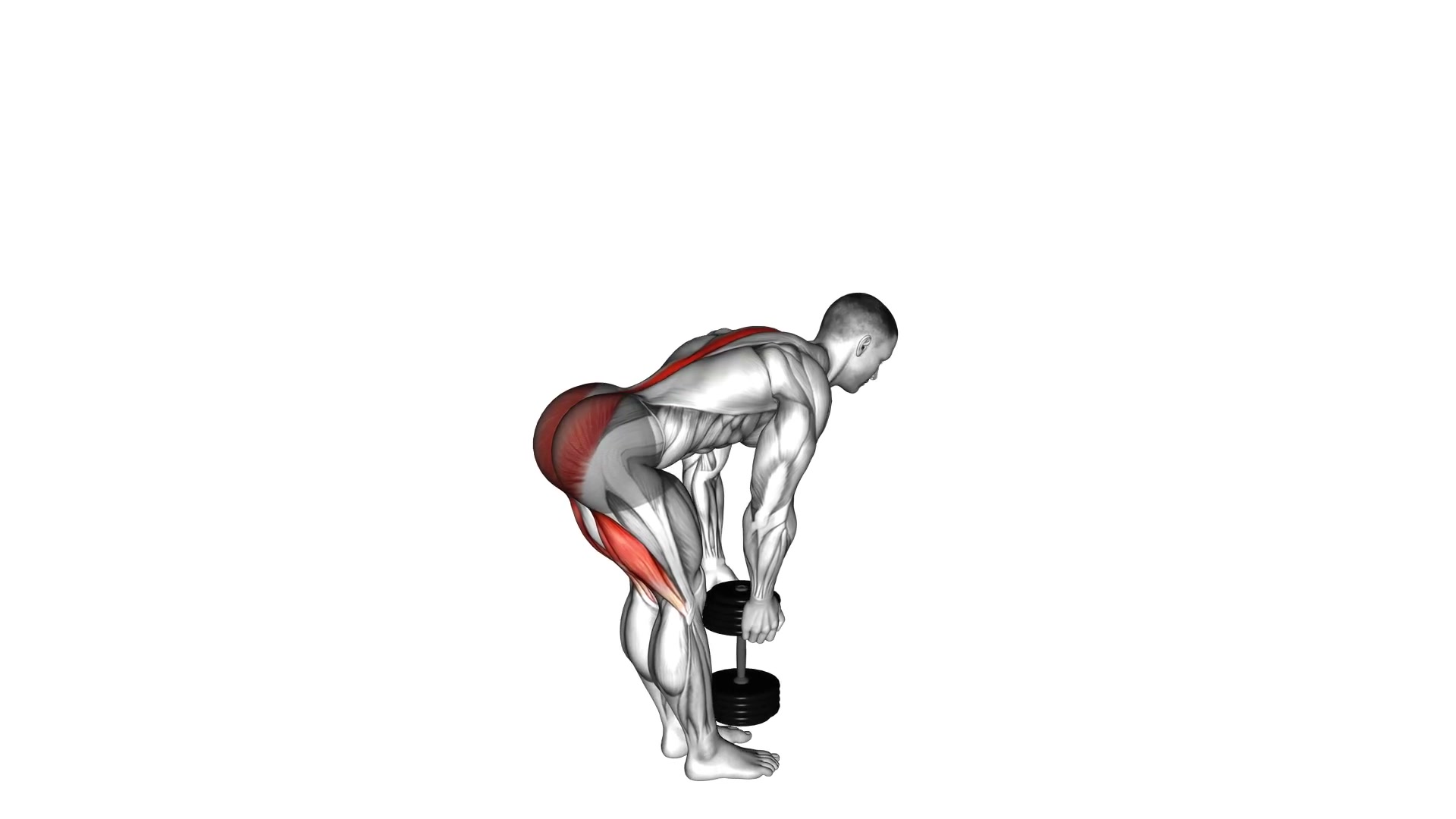Single Dumbbell Stiff-Leg Deadlift demo