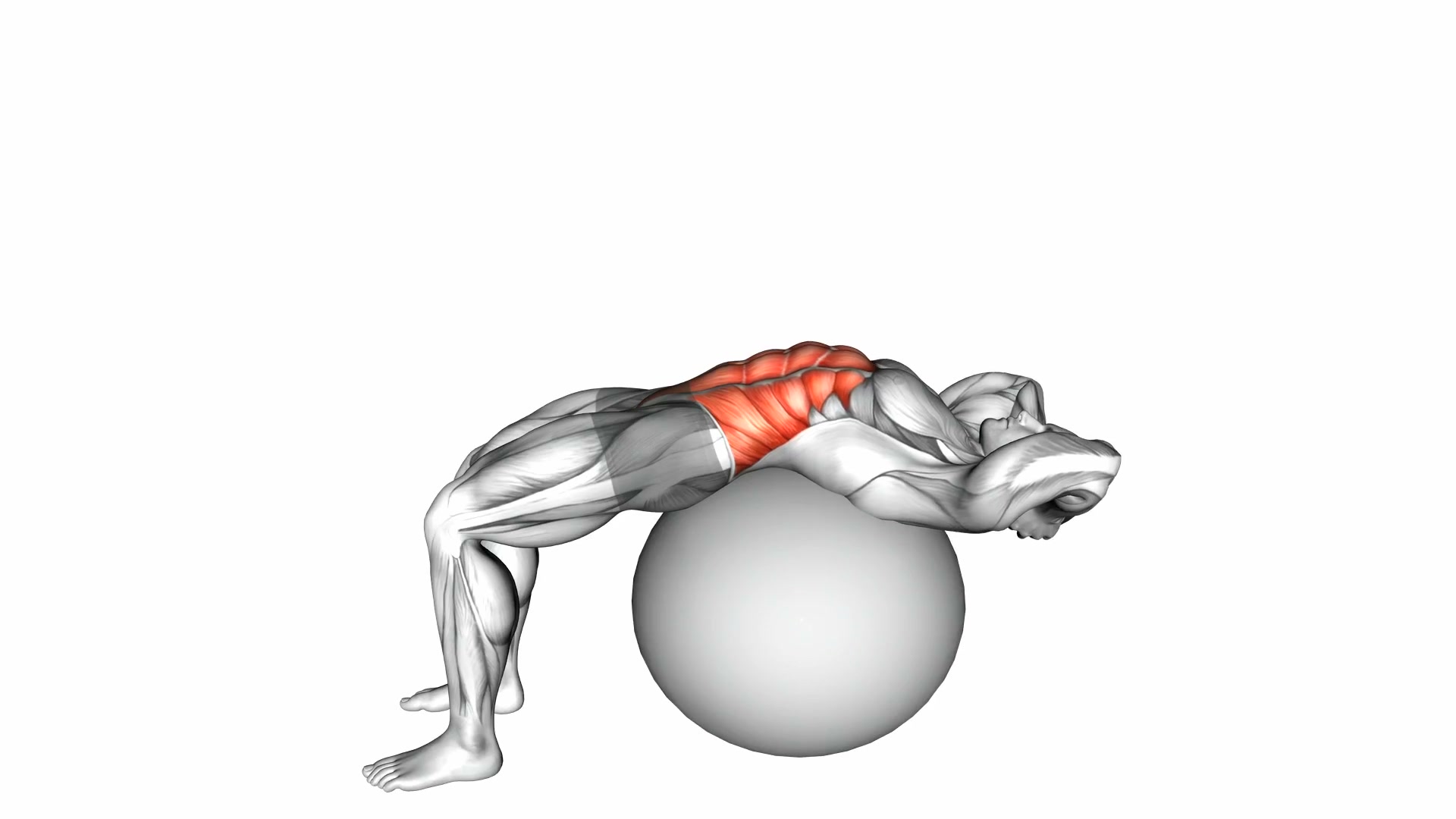 Exercise Ball Sit-Up demo