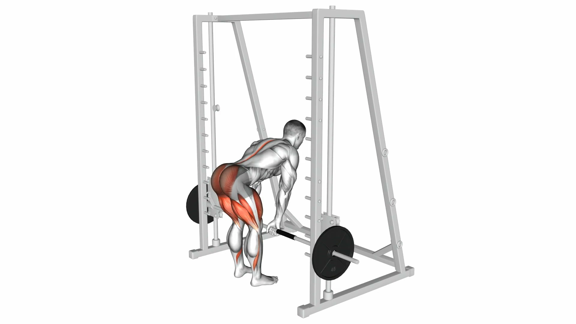 Smith Machine Deadlift demo