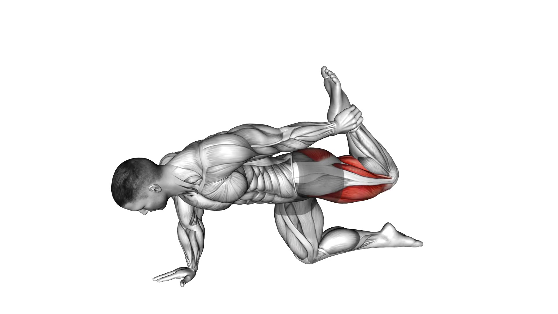 All Fours Groin Stretch demo