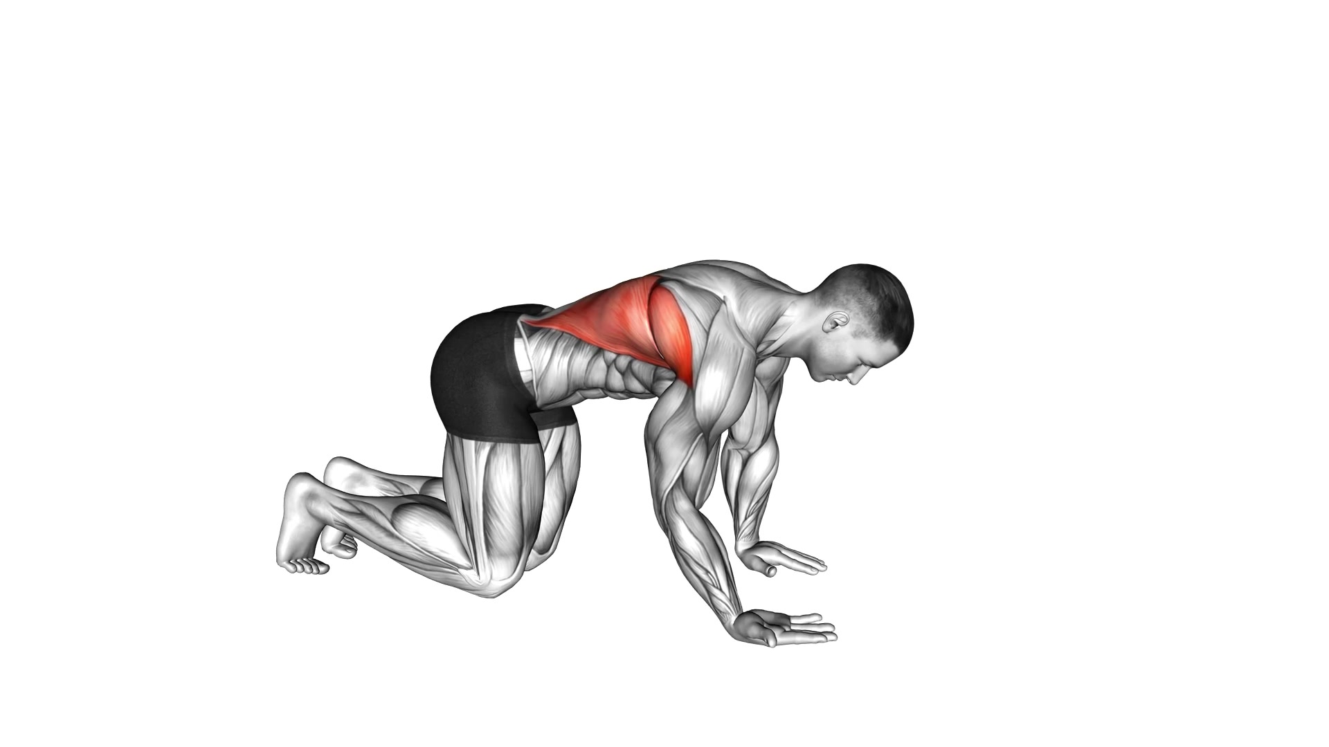 Kneeling Lat Stretch demo