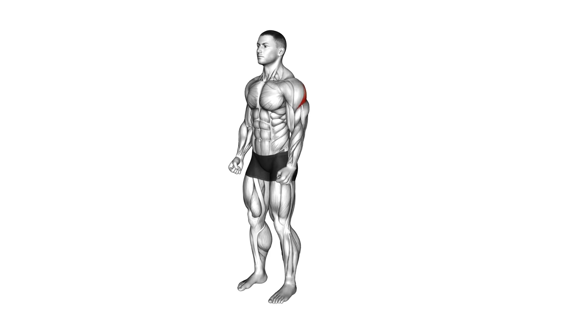 Rear Deltoid Stretch demo