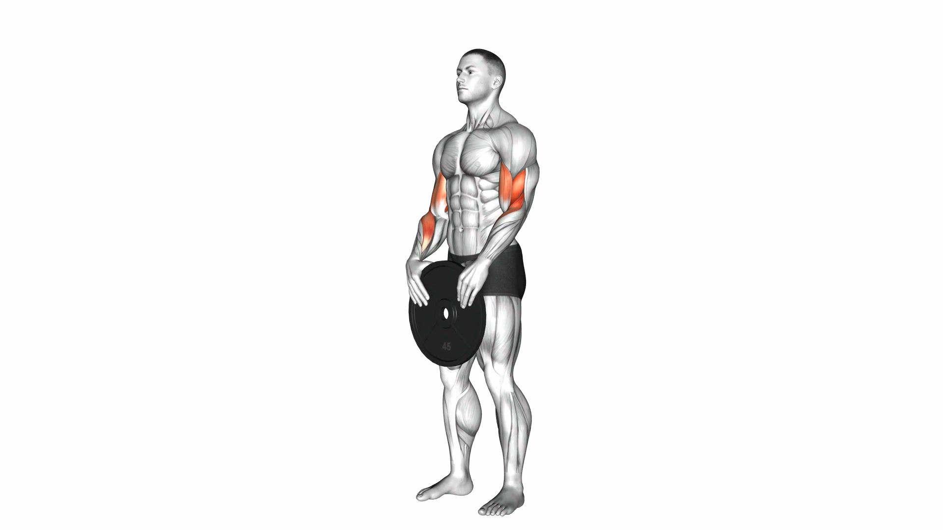 Weighted Standing Curl demo